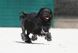 PETIT CHIEN LION 195